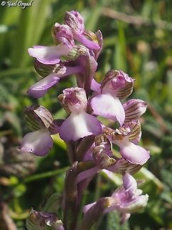 Orchis syriaca  Geotagged,Orchis syriaca,Winter