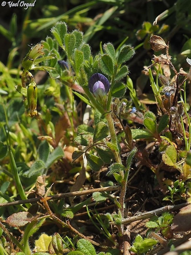 Vicia lathyroides  Israel,Spring vetch,Vicia lathyroides