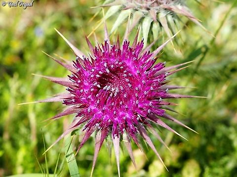 Onopordum blancheanum  Geotagged,Onopordum blancheanum,Spring