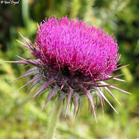 Onopordum blancheanum  Geotagged,Onopordum blancheanum,Spring