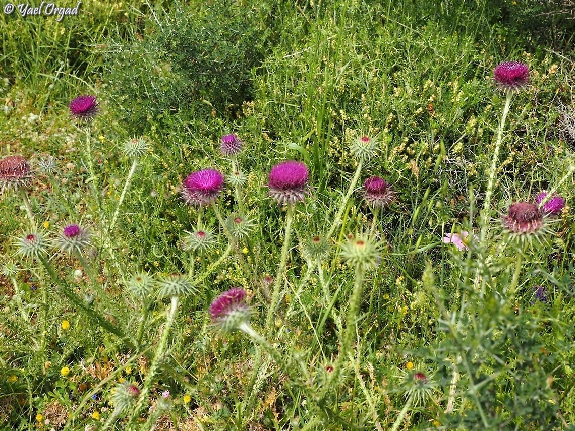 Onopordum_blancheanum-P5148861  Geotagged,Onopordum blancheanum,Spring