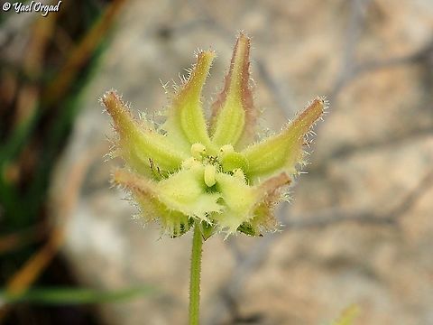 Calendula pachysperma  Calendula pachysperma,Geotagged,Winter