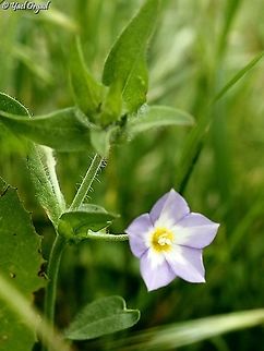 Convolvulus pentapetaloides  Convolvulus pentapetaloides,Geotagged,Grassy Bindweed,Winter