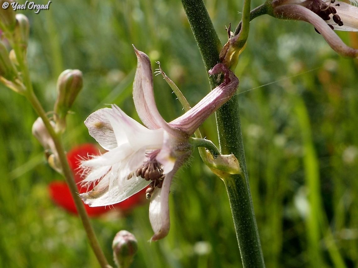 The Mount Tabor Larkspur  Delphinium ithaburense,Geotagged,Mount Tabor Larkspur,Winter