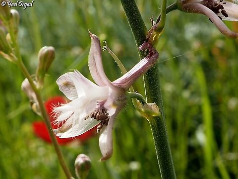 The Mount Tabor Larkspur  Delphinium ithaburense,Geotagged,Mount Tabor Larkspur,Winter