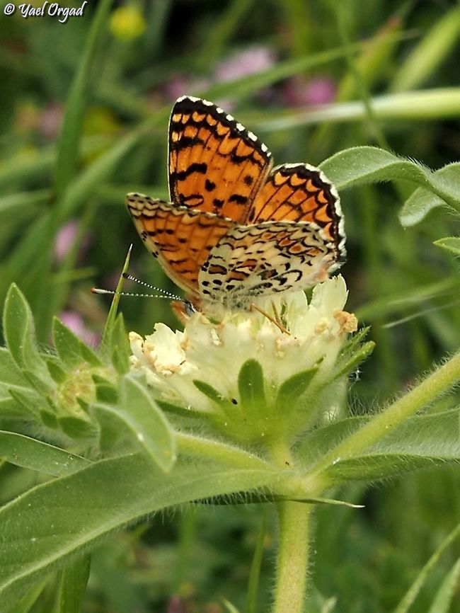 Melitaea telona on Lomelosia prolifera its local name is Jerusalem Fritillary Eastern Knapweed Fritillary,Geotagged,Melitaea ornata,Winter