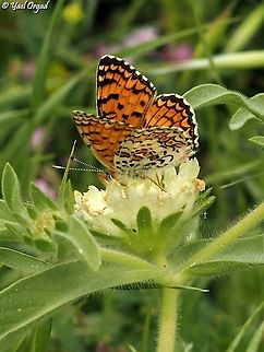 Melitaea telona on Lomelosia prolifera its local name is Jerusalem Fritillary Eastern Knapweed Fritillary,Geotagged,Melitaea ornata,Winter