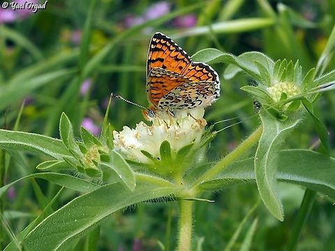 Melitaea telona on Lomelosia prolifera  Eastern Knapweed Fritillary,Melitaea ornata
