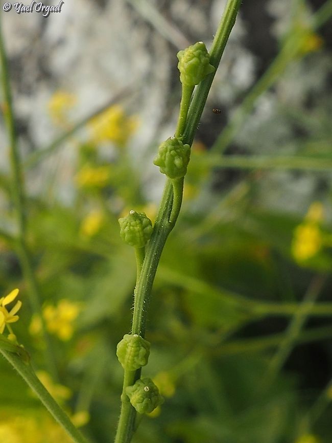 Ochthodium aegyptiacum  Israel,Ochthodium aegyptiacum