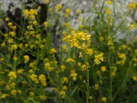 Ochthodium aegyptiacum  Geotagged,Ochthodium aegyptiacum,Winter