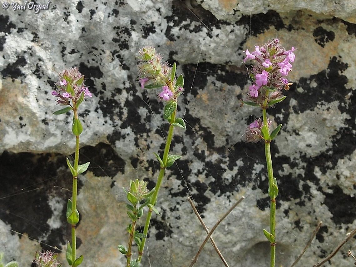 Micromeria nervosa  Micromeria nervosa