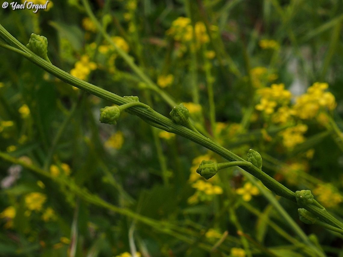 Ochthodium aegyptiacum  Geotagged,Ochthodium aegyptiacum,Winter