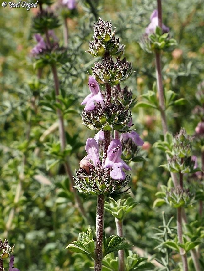 Satureja thymbra  Satureja thymbra,Thyme-leaved Savory