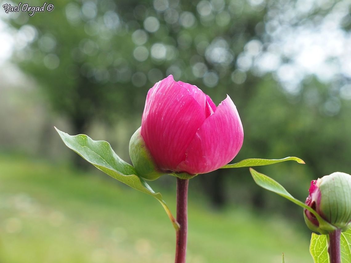Peony - flower's bud the buds are the promise of the flowers, they hold so much inside them! this, for me, makes them magical.  Geotagged,Israel,Paeonia mascula,Spring