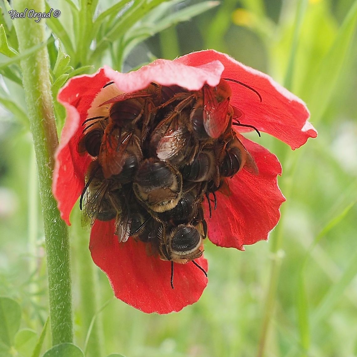 Bees Hotel I don&#039;t know the exact Eucera species, so I put in the Anemone (which are easier for me to ID...) <br />
it was a cool day - 10 Celsius degrees, so the bees took refuge inside the Anemone, to keep warm together. <br />
the flower was tilted down with their weight, I saw there was something inside the flower, I held the camera from under it and thought they were the &quot;regular&quot; flower-beetles that I usually find in Anemones - and was pleasantly surprised to find the Eucera bees!  Anemone coronaria,Eucera,Geotagged,Israel,Poppy anemone,Spring