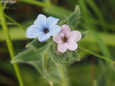 Alkanna strigosa  Alkanna strigosa,Geotagged,Israel,Spring
