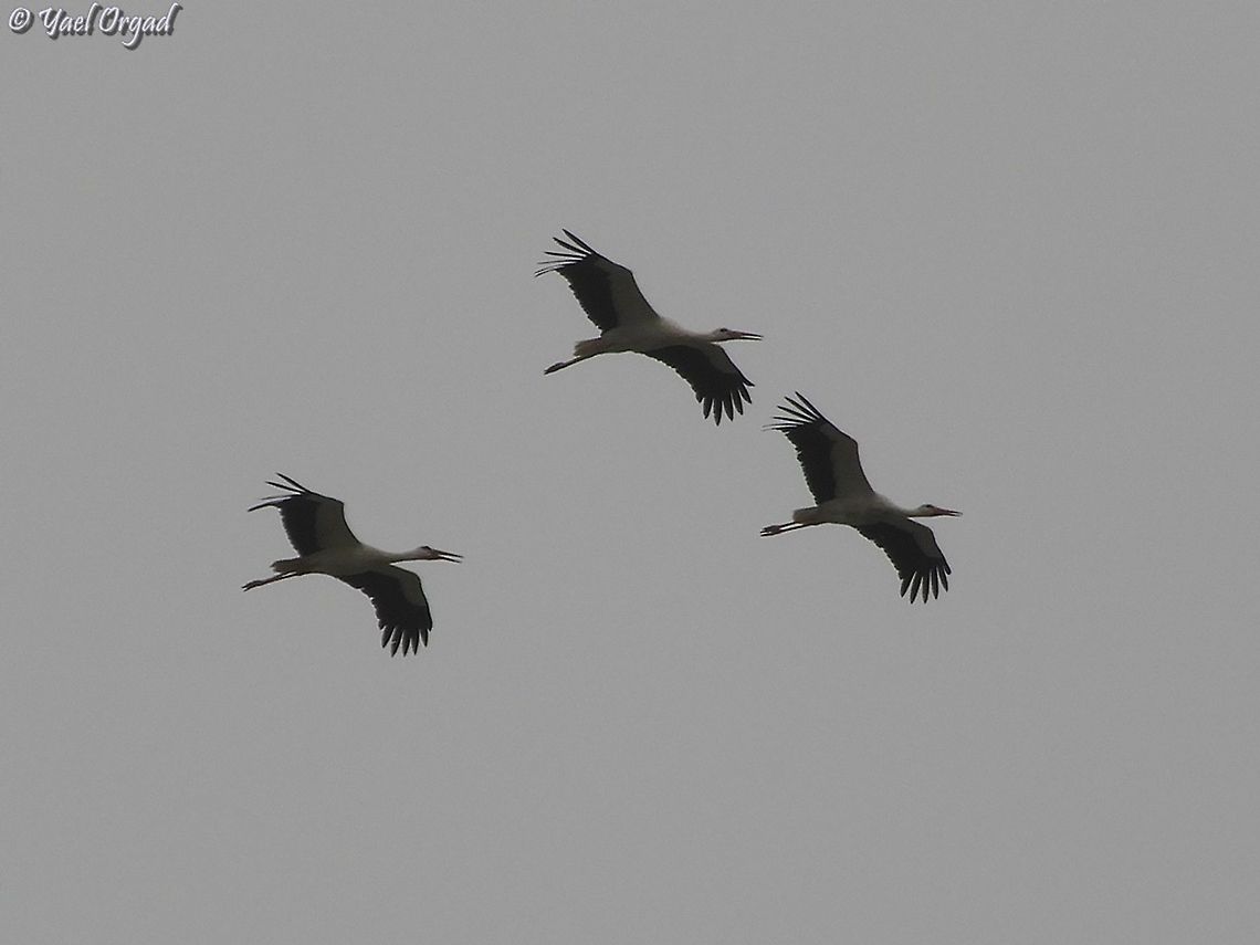 Migrating Storks  Ciconia ciconia,Geotagged,Israel,Spring,White Stork