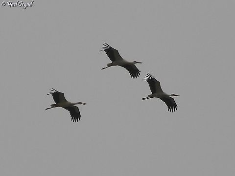 Migrating Storks  Ciconia ciconia,Geotagged,Israel,Spring,White Stork