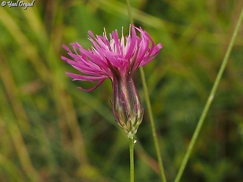 Crupina crupinastrum  Crupina crupinastrum,False saw-wort,Geotagged,Israel,Spring