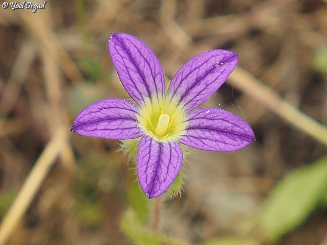 Campanula hierosolymitana  Campanula hierosolymitana,Geotagged,Israel,Spring