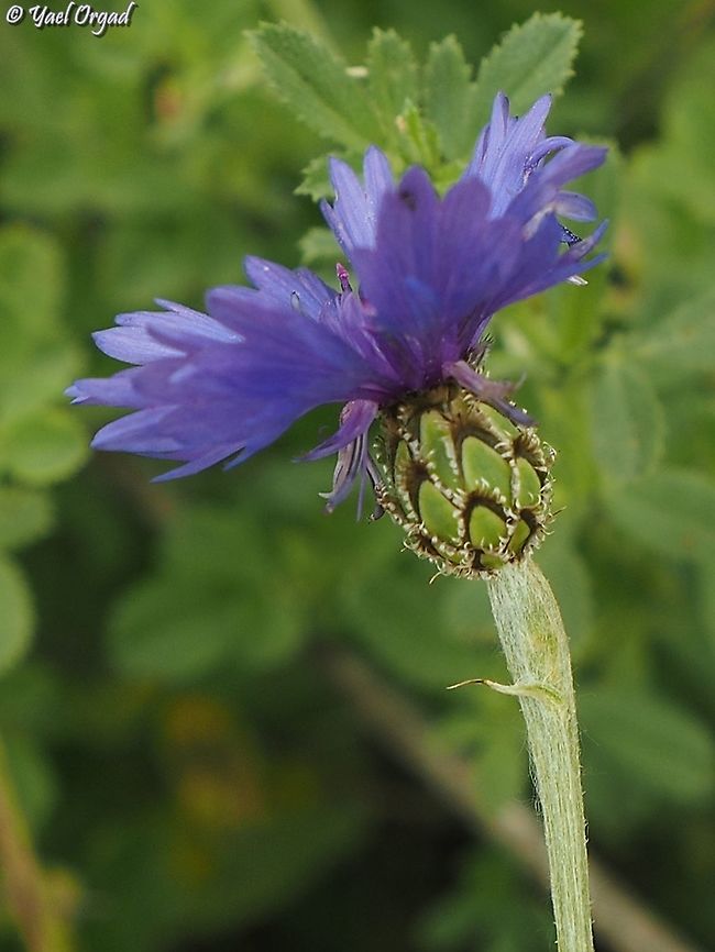 Centaurea cyanoides  Cyanus cyanoides,Geotagged,Israel,Spring,Syrian Cornflower-thistle
