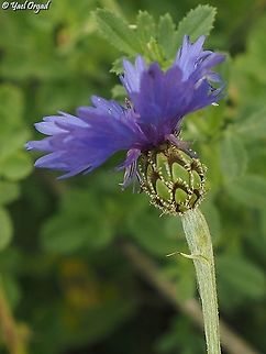 Centaurea cyanoides  Cyanus cyanoides,Geotagged,Israel,Spring,Syrian Cornflower-thistle