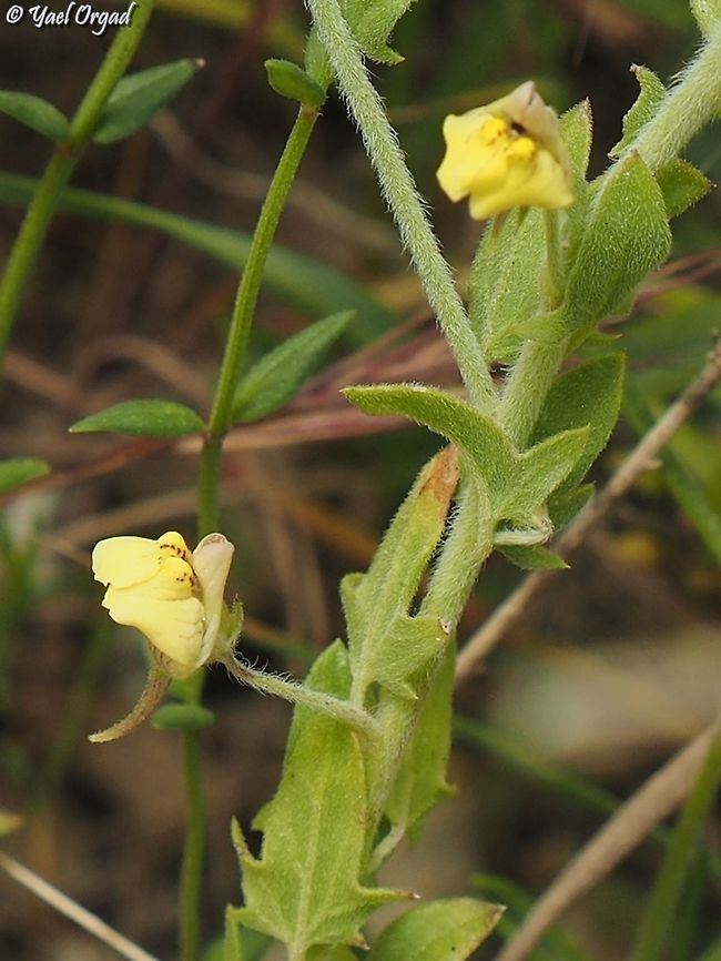 Kickxia aegyptiaca  Geotagged,Israel,Kickxia aegyptiaca,Spring
