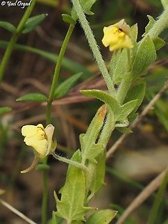 Kickxia aegyptiaca  Geotagged,Israel,Kickxia aegyptiaca,Spring