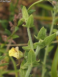 Kickxia aegyptiaca  Geotagged,Israel,Kickxia aegyptiaca,Spring