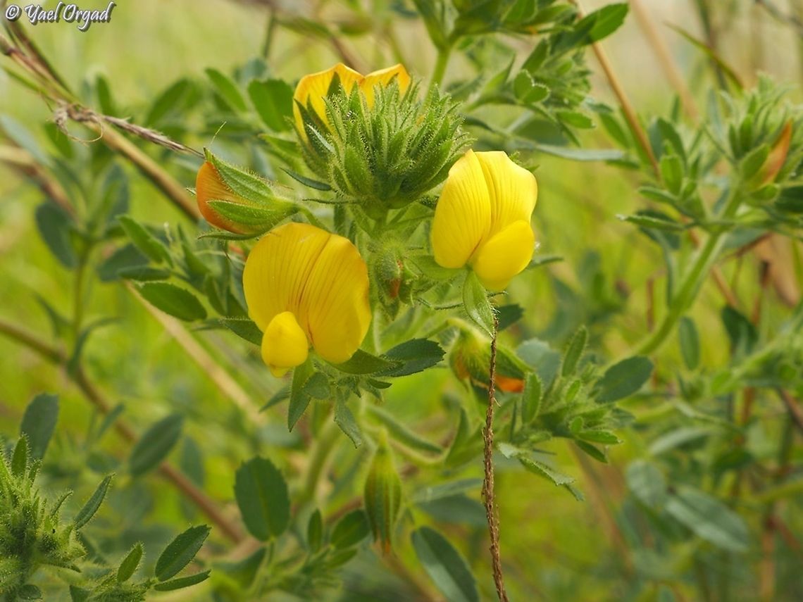 Ononis pubescens  Geotagged,Israel,Ononis pubescens,Spring