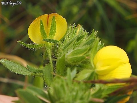 Ononis pubescens the flower has red lines on its back side Geotagged,Israel,Ononis pubescens,Spring