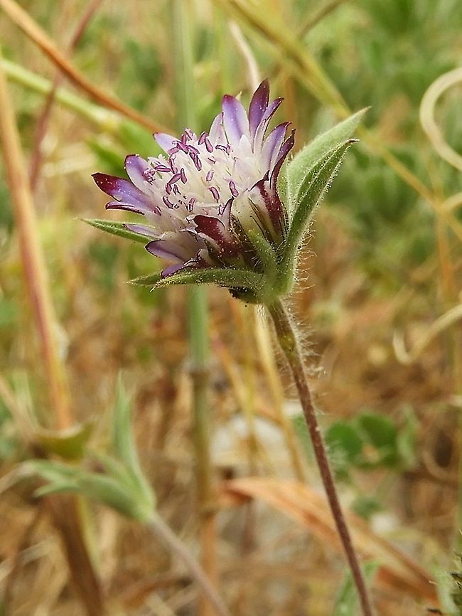 Pterocephalus brevis  Geotagged,Israel,Pterocephalus brevis,Spring