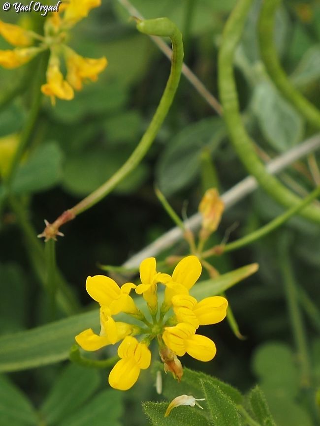 Securigera parviflora  Geotagged,Israel,Securigera parviflora,Spring