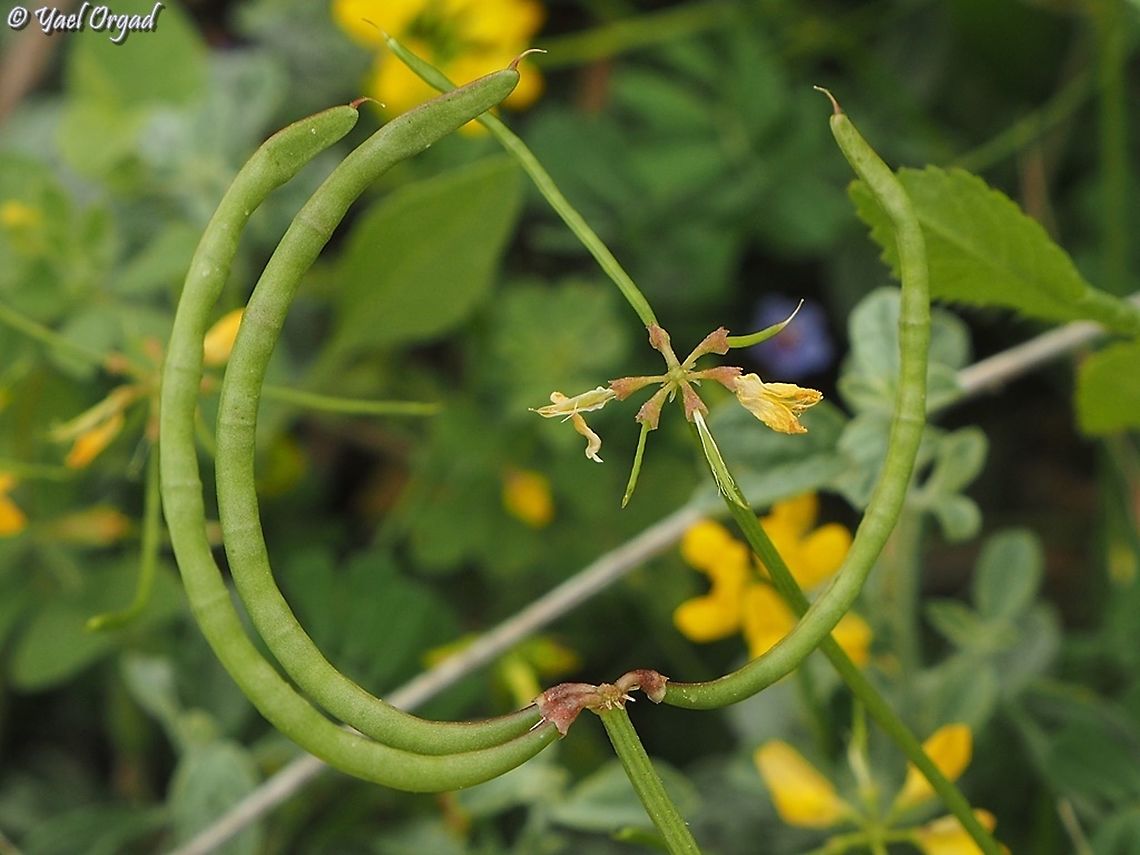 Securigera parviflora  Geotagged,Israel,Securigera parviflora,Spring