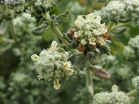 Teucrium capitatum  Geotagged,Israel,Spring,Teucrium capitatum