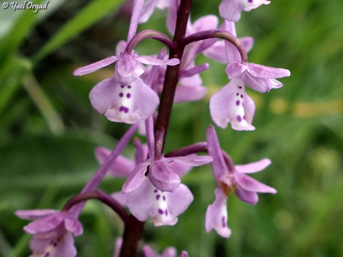 Orchis anatolica  Geotagged,Israel,Orchis anatolica,Orchis_anatolica,Spring