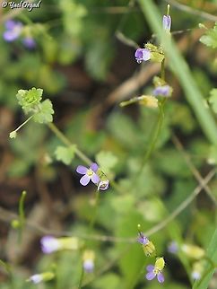 Arabis verna  Arabis verna,Geotagged,Israel,Spring