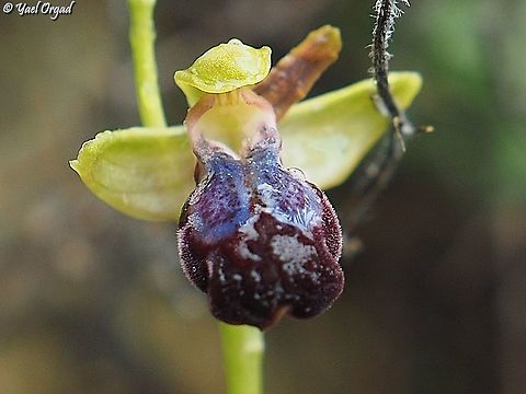 wet from the rain  Geotagged,Israel,Ophrys iricolor,Spring