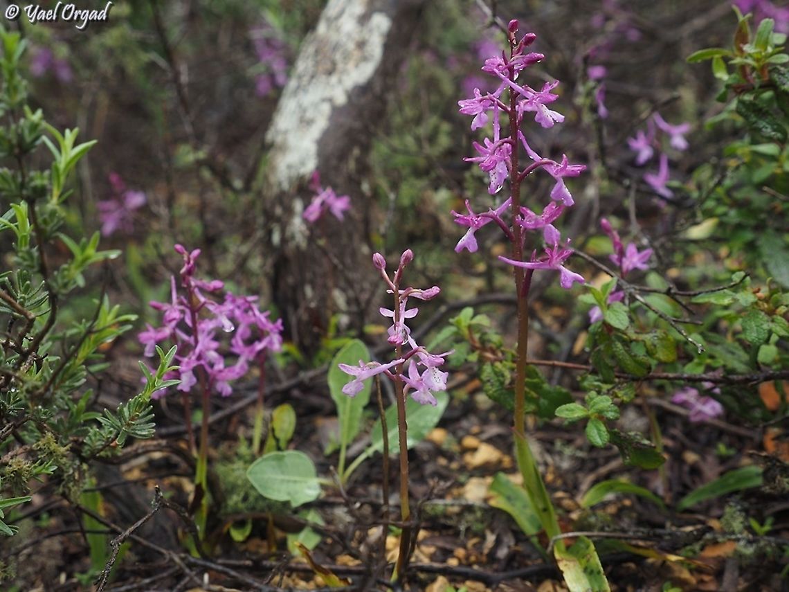 Orchis anatolica  Geotagged,Israel,Orchis anatolica,Orchis_anatolica,Spring