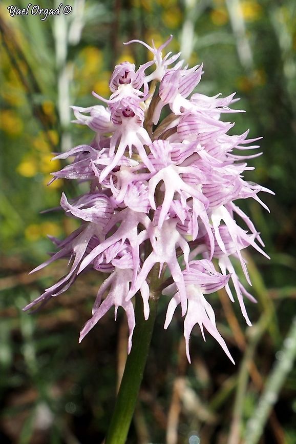 Orchis italica  Geotagged,Israel,Italian orchid,Orchis italica,Spring