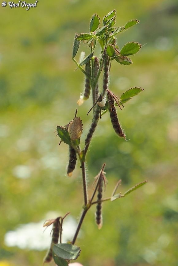 Ononis ornithopodioides 6 different Ononis species on 1 day!<br />
#3: Ononis ornithopodioides Geotagged,Ononis ornithopodioides,Spring
