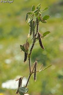 Ononis ornithopodioides 6 different Ononis species on 1 day!
#3: Ononis ornithopodioides Geotagged,Ononis ornithopodioides,Spring