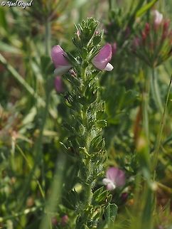 Ononis hirta 6 different Ononis species on 1 day!
#1: Ononis hirta Ononis hirta