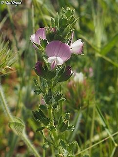 Ononis hirta 6 different Ononis species on 1 day! 
#1: Ononis hirta Geotagged,Ononis hirta,Spring