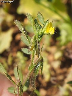 Ononis ornithopodioides 6 different Ononis species on 1 day!
#3: Ononis ornithopodioides Ononis ornithopodioides