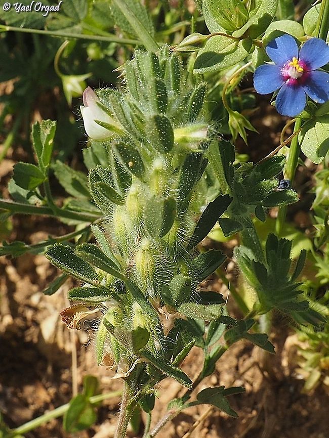 Ononis mollis / reticulata 6 different Ononis species on 1 day!<br />
#2: Ononis mollis<br />
<br />
&lt;I haven&#039;t added ID because I&#039;m trying to verify the taxonomy&gt;