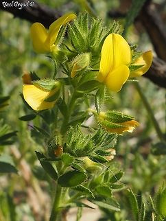 Ononis pubescens 6 different Ononis species on 1 day!
#6: Ononis pubescens Geotagged,Ononis pubescens,Spring