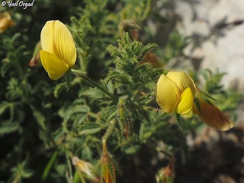 Ononis natrix 6 different Ononis species on 1 day!
#5: Ononis natrix Geotagged,Ononis natrix,Spring,Yellow Restharrow