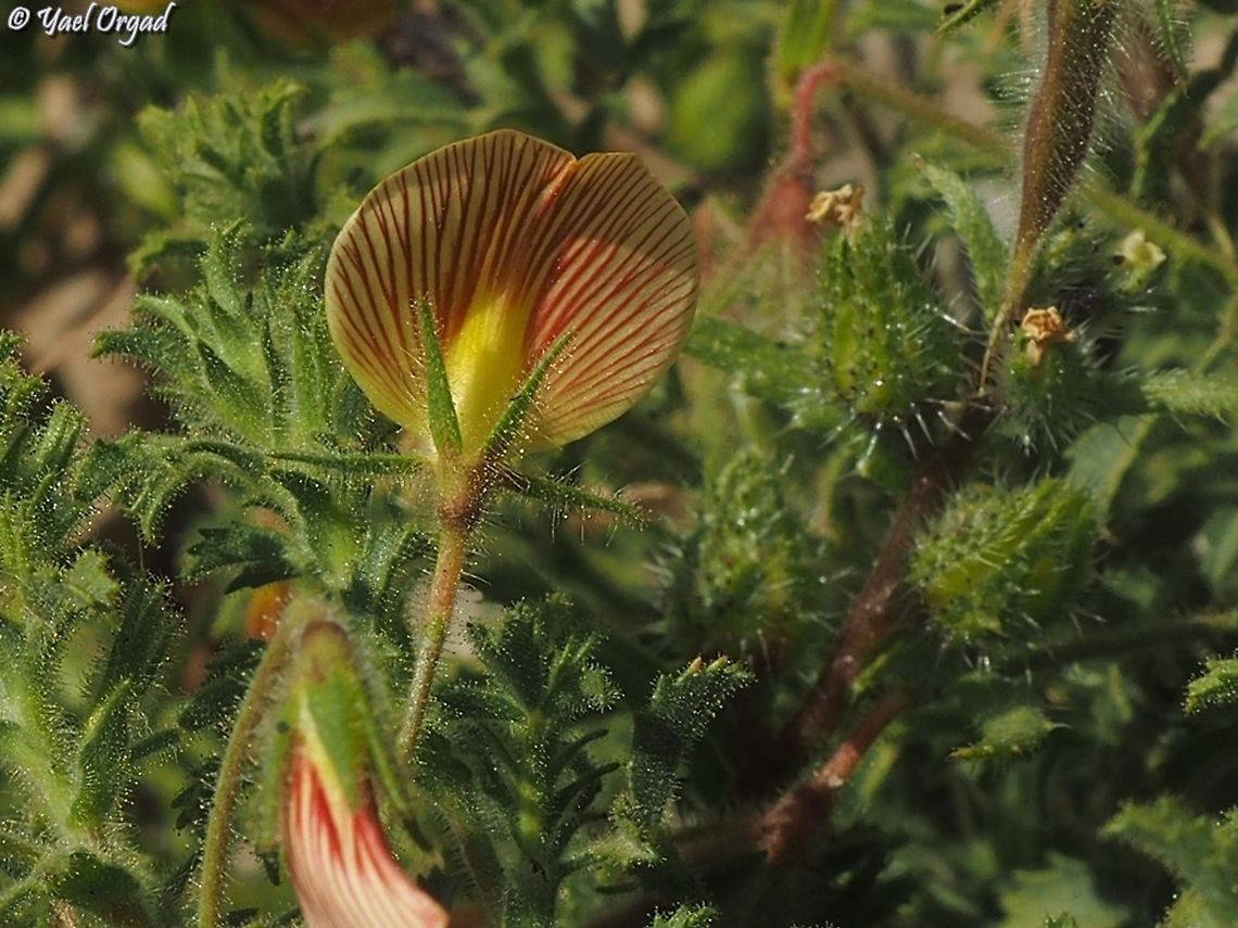 Ononis natrix 6 different Ononis species on 1 day!<br />
#5: Ononis natrix Geotagged,Ononis natrix,Spring,Yellow Restharrow