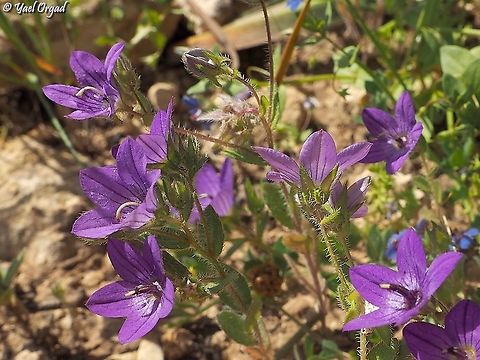 Campanula stellaris  Campanula stellaris
